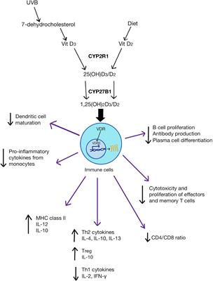 Exploring the Evidence for an Immunomodulatory Role of Vitamin D in Juvenile and Adult <mark class="highlighted">Rheumatic Disease</mark>
